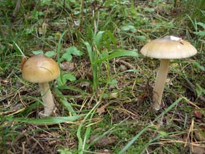 Не-Поганки:сайт о малоизвестных грибах.