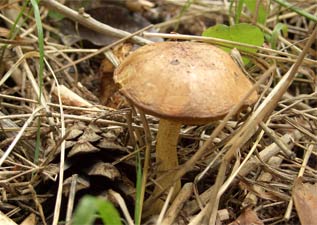 Не-Поганки:сайт о малоизвестных грибах.