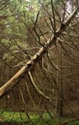 Не-Поганки: сайт о малоизвечтных грибах - еловый лес