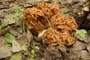 Строчок гигантский Gyromitra gigas