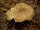 Коллибия широкопластинчатая Collybia platyphylla