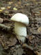 Подосиновик белый Leccinum percandidum