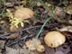 Перечный гриб Suillus pipereatus