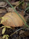 Перечный гриб Suillus pipereatus