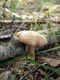 Перечный гриб Suillus pipereatus