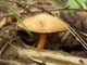 Перечный гриб Suillus pipereatus