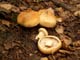 Паутинник желтый Cortinarius triumphans