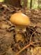 Паутинник желтый Cortinarius triumphans